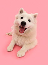 White Japanese Spitz dog, Sushi, 6 months, on pink background.