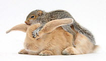 Young grey squirrel and sandy rabbit.