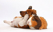 Jack Russell Terrier x Chihuahua puppy, Nipper, with a Guinea pig.
