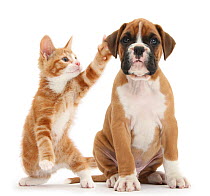 Cheeky ginger kitten, Ollie, 10 weeks, reaching up and batting the ear of Boxer puppy