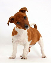 Jack Russell Terrier x Chihuahua puppy, Nipper, standing and looking quizzical with head tilted.