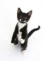 Black and white tuxedo kitten, Tuxie, 10 weeks, standing up on haunches and looking up with raised paws.