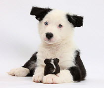 Black and white Border Collie puppy and Guinea pig.