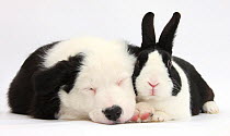 Sleeping black and white Border Collie puppy and black Dutch rabbit.