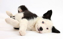 Black and white Border Collie puppy lying on his side.