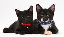 Black, and Black and white tuxedo male kittens, Tuxie and Buxie, 3 months lying together, wearing collars and bells.