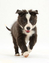 Blue and white Border Collie puppy running forward.
