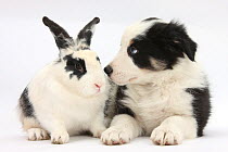 Tricolour Border Collie puppy Basil, 8 weeks, with black and white rabbit.