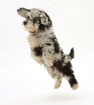 Fluffy black and grey Daxie doodle (Daschund  poodle cross) puppy, Pebbles, taking a flying leap.