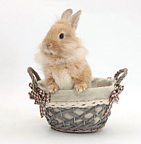 Lionhead cross bunny in a basket.