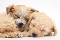 Bichon Frise x Yorkshire Terrier puppies, 6 weeks, asleep.