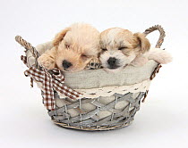 Bichon Frise cross Yorkshire Terrier pups, 6 weeks,  asleep in a basket.