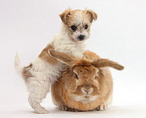Bichon Frise cross Yorkshire Terrier puppy, 6 weeks, and Sandy rabbit.