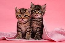 Tabby kittens, Stanley and Fosset, 6 weeks, under a pink scarf.