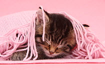 Cute tabby kitten, Fosset, 5 weeks, asleep under a pink scarf.