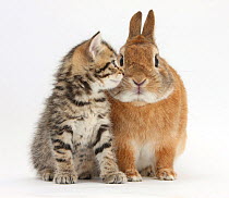 Tabby kitten, Stanley, 5 weeks, eye to eye with Netherland Dwarf cross rabbit, Peter.