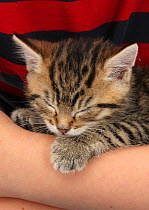 Cute tabby kitten, Stanley, 6 weeks, asleep in someone's arms.