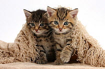 Cute tabby kittens, Stanley and Fosset, 6 weeks, under a beige shawl.
