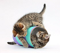 Two cute tabby kittens, Stanley and Fosset, 7 weeks, playing with a tube.