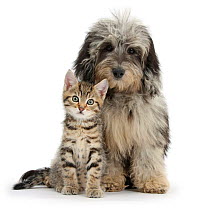 Tabby kitten, Stanley, 8 weeks, with fluffy black and grey Daxie doodle (Daschund poodle cross) puppy, Pebbles.