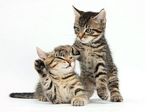 Cute tabby kittens, Stanley and Fosset, 9 weeks.