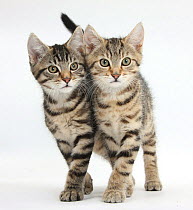 Tabby kittens, Stanley and Fosset, 12 weeks, walking together in unison.
