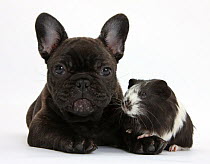 Dark brindle French Bulldog puppy, Bacchus, 9 weeks, with Guinea pig.