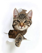 Tabby kitten, Fosset, 4 months , breaking through paper.