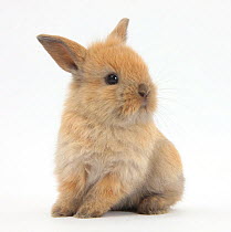 RF- Baby Lionhead Lop cross rabbit. (This image may be licensed either as rights managed or royalty free.)