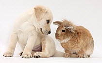 Yellow Labrador Retriever puppy, 8 weeks, with Lionhead cross rabbit, Tedson. NON DISPONIBLE POUR UNE UTILISATION DANS UN LIVRE JUSQU'EN 2025. MERCI DE NOUS CONTACTER POUR TOUT AUTRE UTILISATION AFIN...