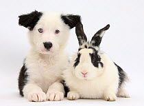 Black and white Border Collie puppy and black and white rabbit.