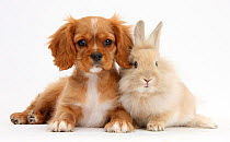 Cavalier King Charles Spaniel puppy, Star, with Sandy rabbit.