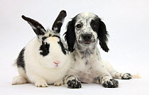 Black and white Border Collie x Cocker Spaniel puppy, 11 weeks, with matching rabbit.