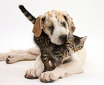 Tabby kitten, Fosset, 10 weeks, with Great Dane puppy, Tia, 14 weeks.