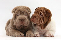 Two Shar Pei puppies sitting side by side.