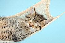 Cute tabby kitten, Stanley, 7 weeks, sleeping in a hammock.