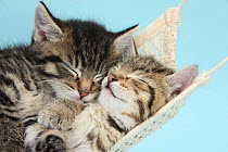 Two cute tabby kittens asleep in a hammock.