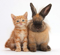 Ginger kitten and Lionhead cross rabbit.