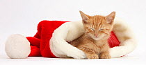 Sleepy ginger kitten, 5 weeks, in a Father Christmas hat.