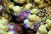 Coralline algae growing on dead coral patches on Porites, forming a hard calcaerous deposit. Encrusting algae plays an important role in the ecology of coral reefs, providing food for many tropical fi...