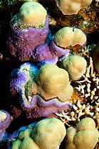 Coralline encrusting algae growing on dead coral patches on Porites, forming a hard calcaerous deposit. Encrusting algae plays an important role in the ecology of coral reefs providing a food source f...