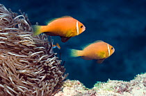 Maldives / Blackfinned anemonefish (Amphiprion nigripes). Maldives.