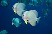 Circular spadefish or batfish (Platax orbicularis). Maldives.