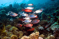 Big-eye or Goggle-eye (Priacanthus hamrur) on coral reef. Egypt, Red Sea.