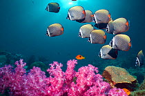 Collared or Redtail butterflyfish (Chaetodon collare) swimming over coral reef with soft corals. Andaman Sea, Thailand. (Digital composite).