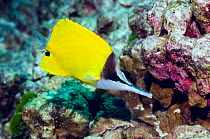 Longnose butterflyfish (Forcipiger longirostris). Andaman Sea, Thailand.