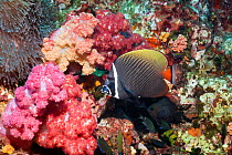 Redtail or Collared butterflyfish (Chaetodon collare) Andaman Sea, Thailand.