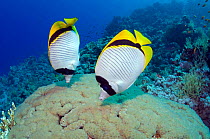 Lined butterflyfish (Chaetodon lineolatus), pair feeding on Bubble coral (Plerogyra sinuosa). Egypt, Red Sea.