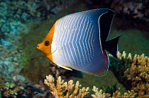 Red Sea orange face butterflyfish or Hooded butterflyfish (Chaetodon larvatus). Egypt, Red Sea.