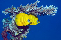 Masked butterflyfish (Chaetodon semilarvatus) with acropora coral. Egypt, Red Sea. Red Sea endemic.